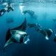 The Standard Maldives Manta (3)